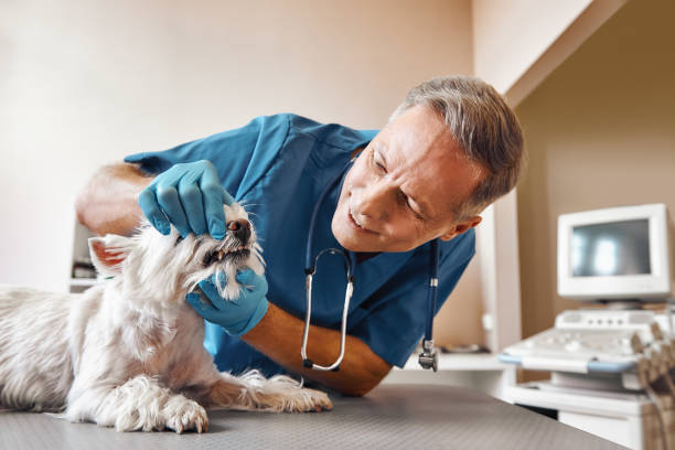 Best Urgent Tooth Repair  in Pond Creek, OK